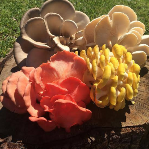 Kissimee River Mushroom